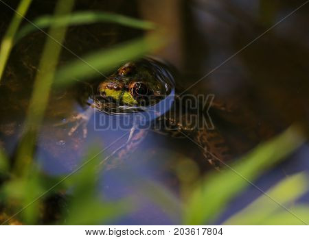 A Green Frog floating in a pond