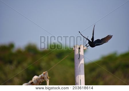 fork tailed drongo just flying freeze motion