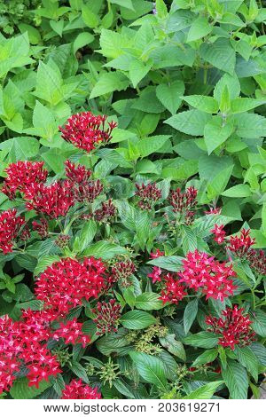 Red penta starcluster flowers and leaves, vertical aspect