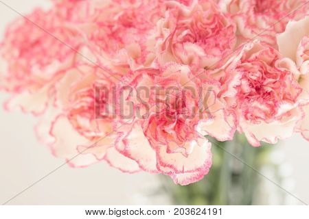 Pink Carnation Flowers Bouque For Backgroundt. Soft Filter.