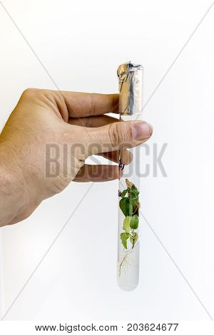 Man's hand with a test tube closed by aluminum foil with in vitro cloned microplants in a nutrient medium based on agar