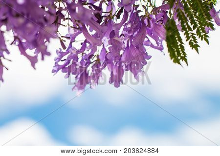 Jacaranda flower in white and blue sky background.