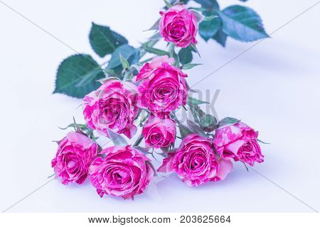 Close Up Of Pink Roses Bouque On White Background