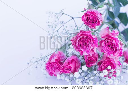 Close up of pink roses Bouque on white background