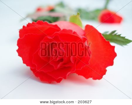 Rosa rossa