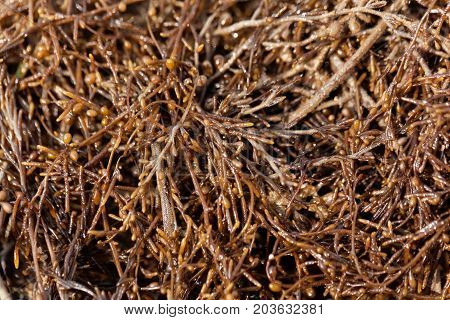 A macro of Japanese wireweed (Sargassum muticum) a brown seaweed.