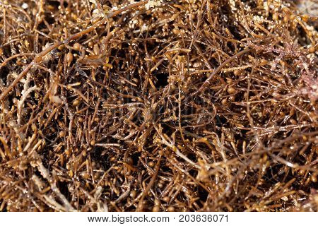 A macro of Japanese wireweed (Sargassum muticum) a brown seaweed.