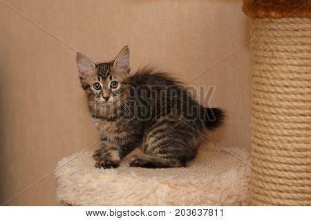 Lovely little kitten Bobtail sits on a shelf. Pets. Hypoallergenic cat breed. Portrait of a tabby cat.