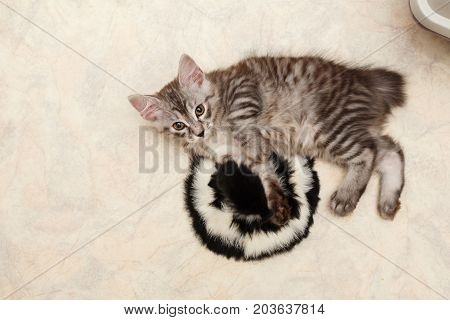 Cute little kitten is resting Bobtail. View from above. Pets. Hypoallergenic cat breed. Portrait of a striped and furry cat.