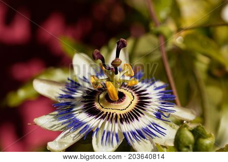 Detail of a common passion flower (Passiflora caerulea)