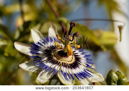 Detail of a common passion flower (Passiflora caerulea)
