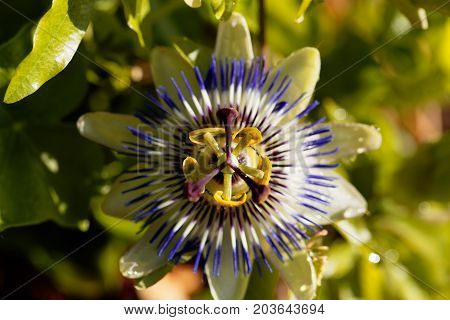 Detail of a common passion flower (Passiflora caerulea)