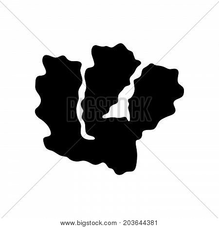 Ginger ( Zingiber officinale ), shape pincture
