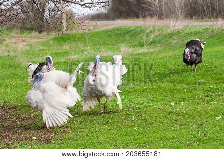 turkey male or gobbler grazing on a green grass background.