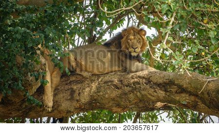 Detailed view of Lion with mane taking a nap on a tree branch, looking at camera