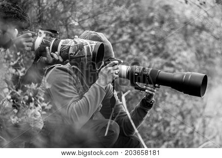 Professional wildlife photographer in forest with very long canon and nikon lenses taking photos of bird