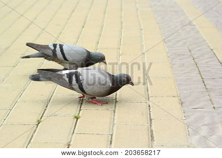 Free two pigeons are eating on the pavemen. Doves in park.