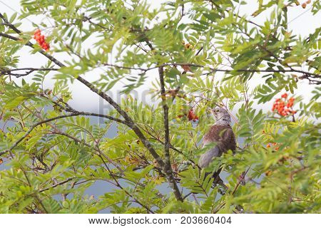 Fieldfare Eating Red Berries