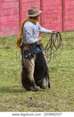 June 10 2017 Toacazo Ecuador: cowboy frpm the Andes wearing chaps handling leather lasso outdoors