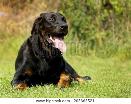 Big Dog Beauceron - Beautiful Breed