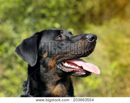Big Dog Beauceron - Beautiful Breed