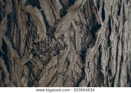 Tree bark texture and background. Organic background for graphic design. Abstract texture and background for designers. Organic texture. Schinus molle bark texture.