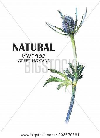 Feverweed plant drawn by hand with colored pencil. Tropical plant. Botanical natural collection isolated illustration on white