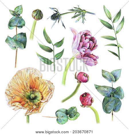 Set of poppy feverweed tulip buttercup buds eucalyptus and green leaves drawn by hand with colored pencil. Spring plants and flowers. Botanical natural collection isolated illustration on white