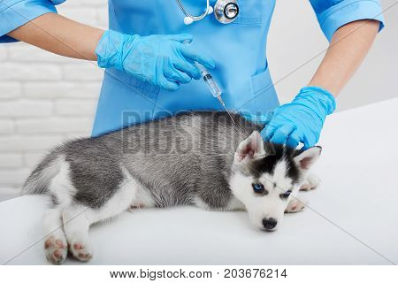 Cropped shot of a vet making an injection to a little cute Siberian husky puppy medicine clinic vaccination concept.