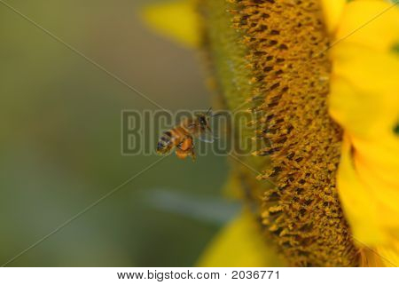 Bivoks