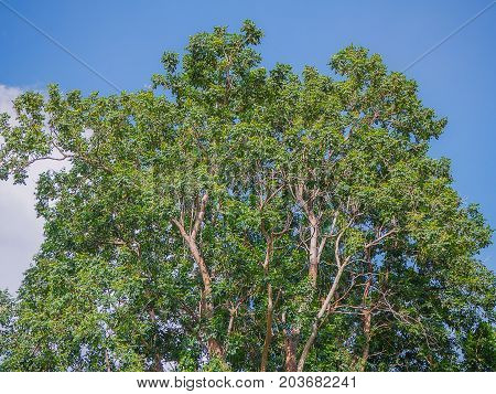 Close Up Big tree in the forest Beauty in nature.