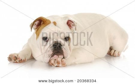 english bulldog puppy laying down resting chin on paw  - 4 months old