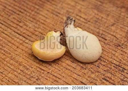 pleurotus pulmonarius mushrooms on the table oyster mushroom
