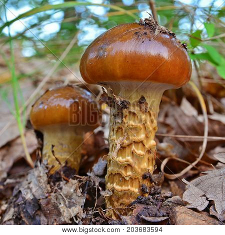 inedible cortinarius trivialis mushrooms on the ground
