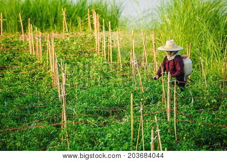 Udonthani Thailand - December 9 2012: Un-identified woman farmer spraying insecticide in vegetable farm in rural of Thailand