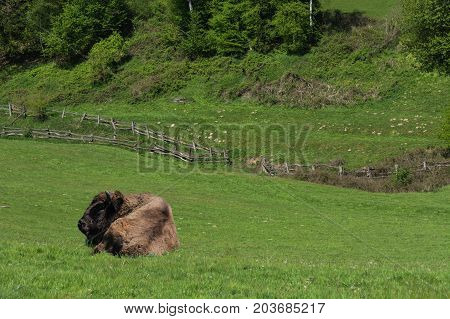 Large adult American buffalo or bison lying on green prairie grass.