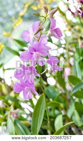 Beautiful hybrid dendrobium orchid flower branch on the blurred tropical forest background
