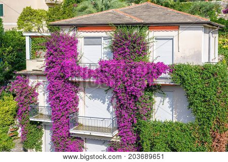 Beautiful daylight view to purple flowers on a house. Santa Margherita Ligure, Italy