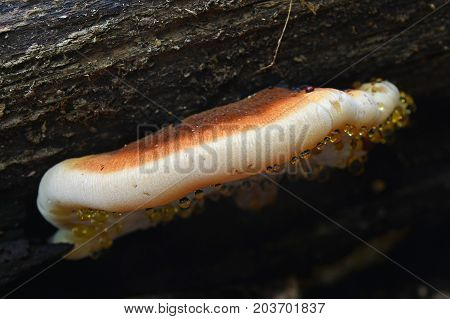 Ischnoderma resinosum mushroom known as the benzoin bracket