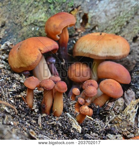 gymnopus (collybia) fusipes mushroom cluster on the ground