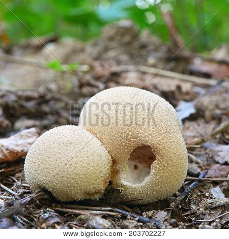 lycoperdon pyriforme mushrooms known as stump puffball in the forest