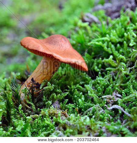 deadly cortinarius orellanus mushroom in the woods fool's webcap