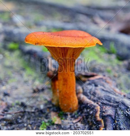 toxic omphalotus olearius mushroom in the woods