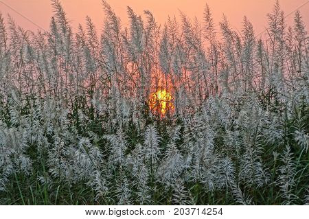 Stunning sunset on the beach, Morjim beach, Goa, view through the bushes.