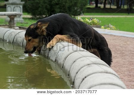 The lonely dog drinks water from the fountain