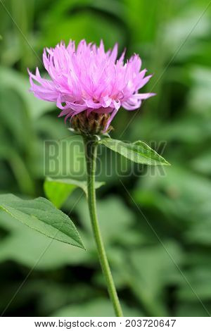 Magenta Centaurea jacea in the garden close-up