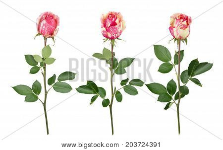 Set with three bicolour roses. Detailed retouch
