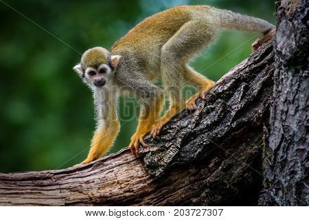 Wildlife animal common squirrel monkey (Saimiri sciureus)