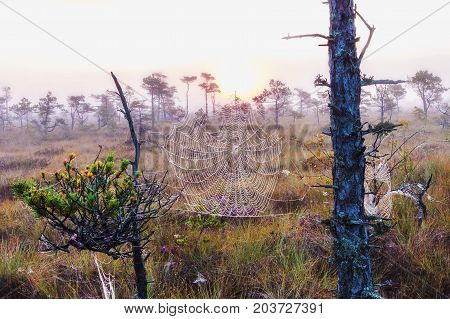 Marsh Latvia.Dunikas early in the morning at sunrise