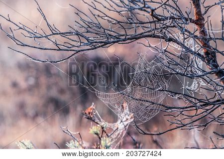 Marsh Latvia.Dunikas early in the morning at sunrise